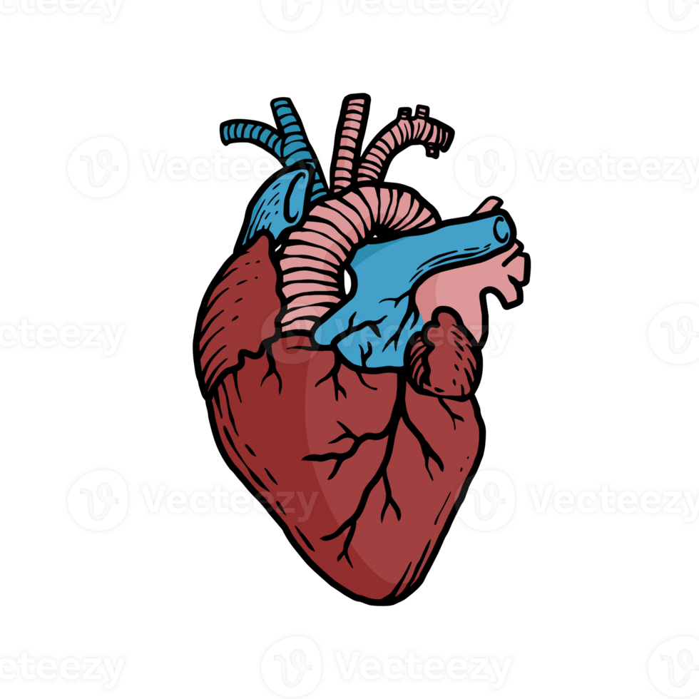 illustration of human heart organs hand-drawn png