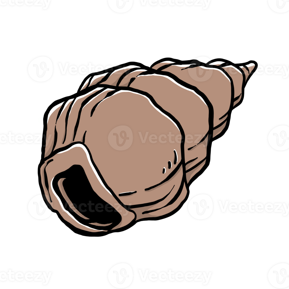 ilustrações de conchas desenhadas à mão png