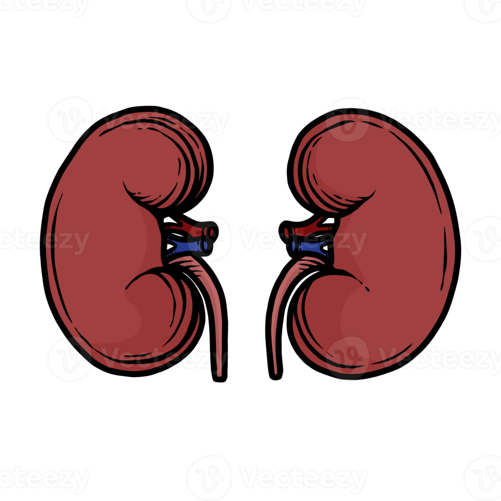 illustration of human kidney organs hand-drawn png