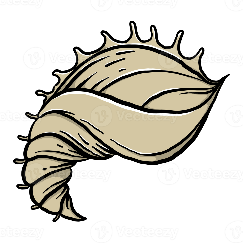 Hand Drawn Shell Illustrations png