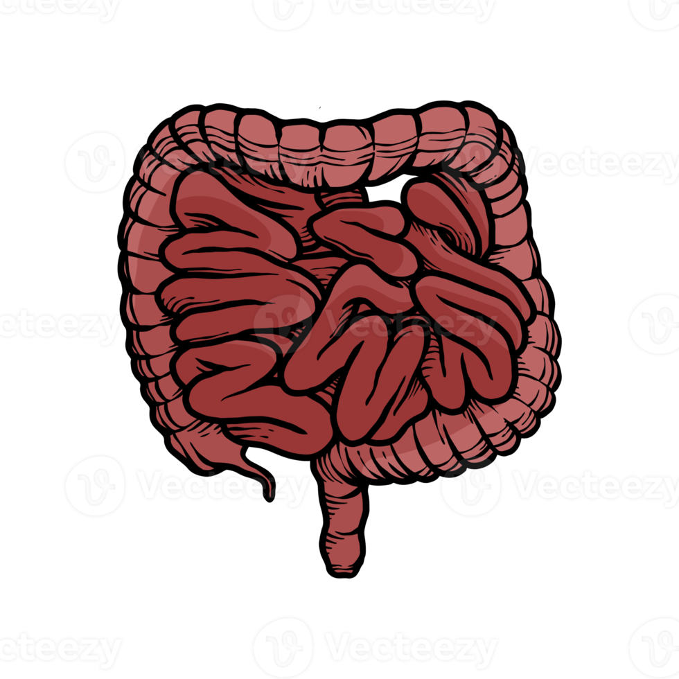 illustration of human intestines organs hand-drawn png
