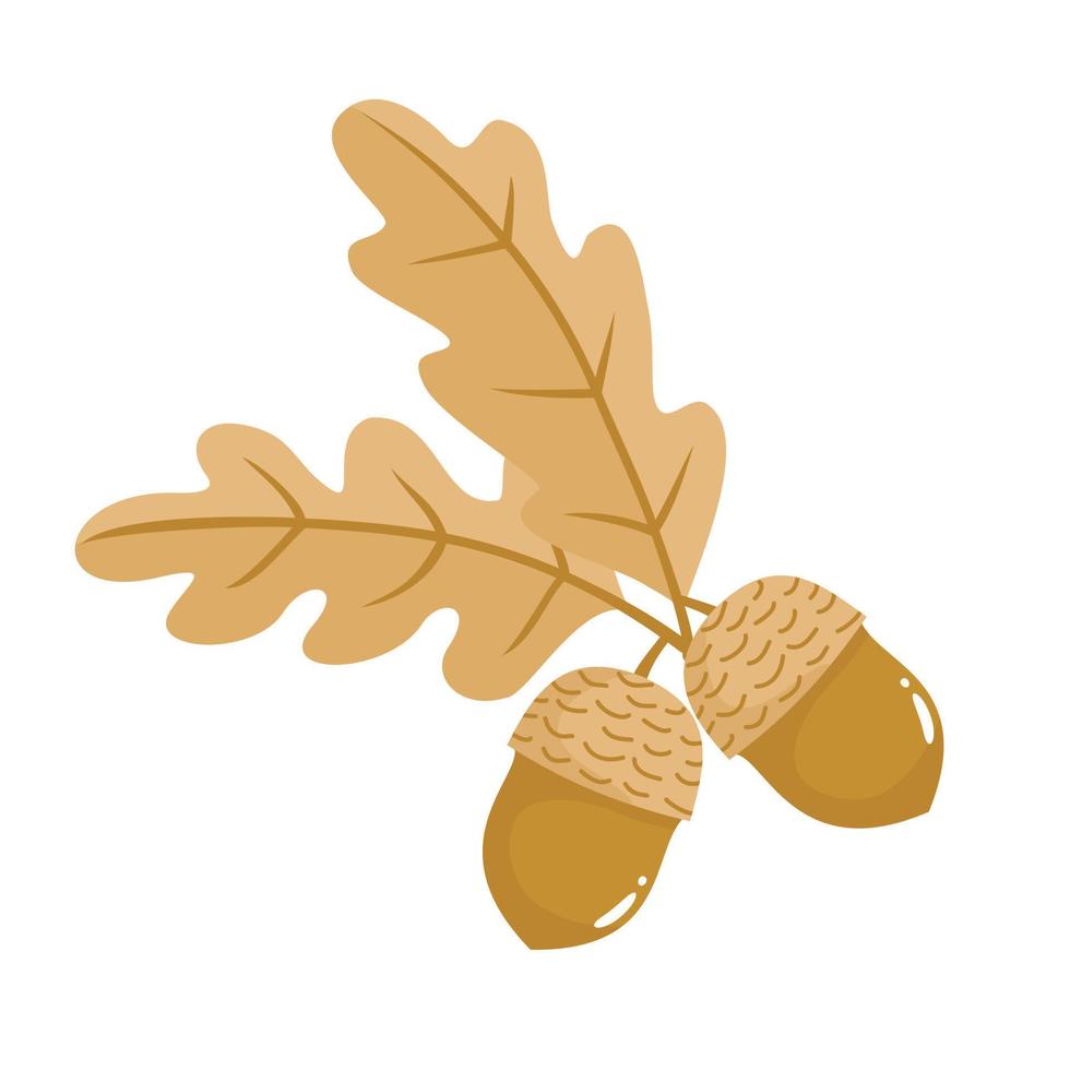 OAK ACORN LEAF vector