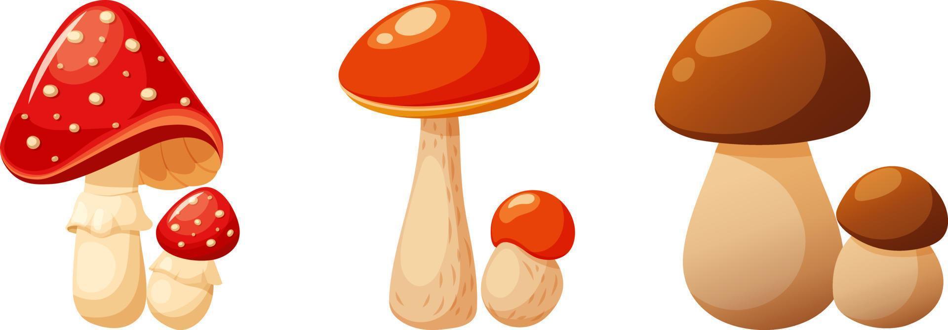 Set of autumn mushrooms, fly agaric, aspen, boletus vector