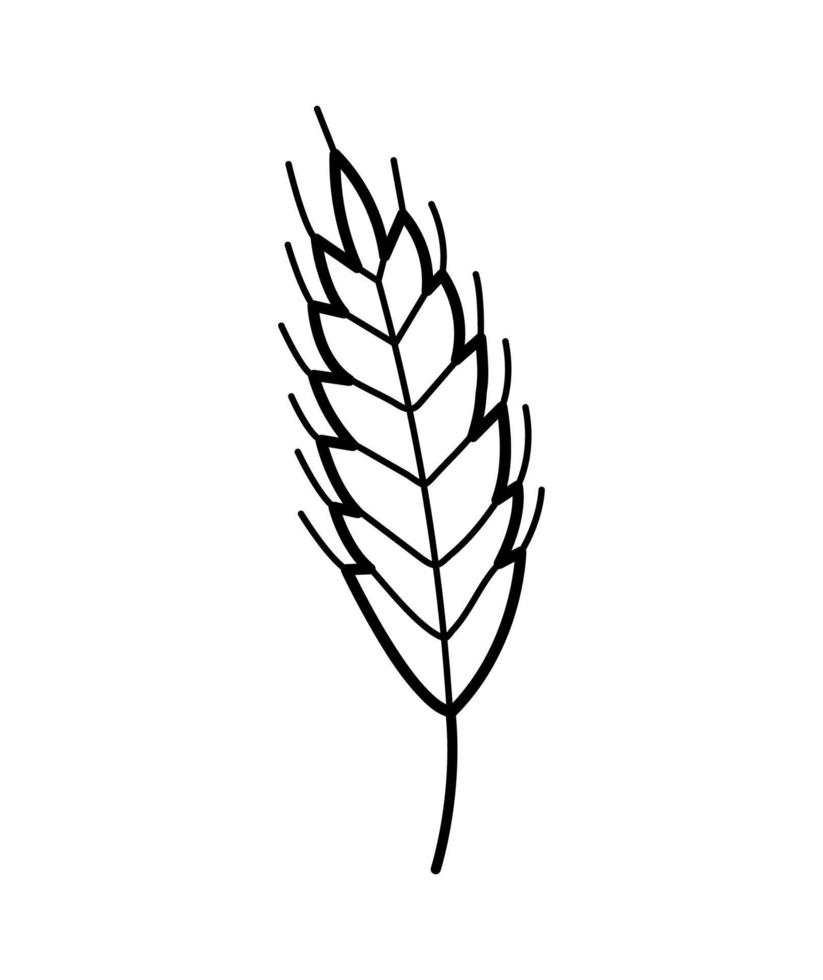 Wheat plant spikelets. Hand drawn sketch icon of oat, rye, barley. Isolated vector illustration in doodle line style.