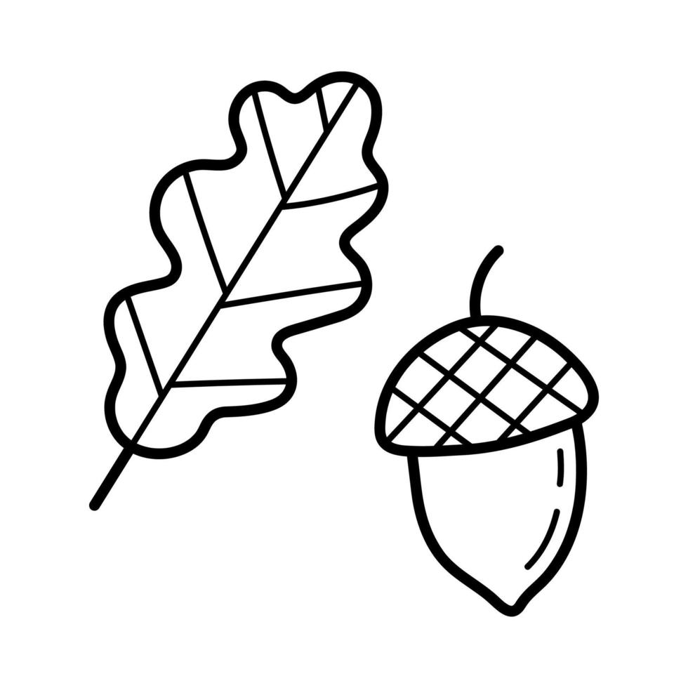 Acorn with oak leaf. Hand drawn sketch icon of autumn botanical element. Isolated vector illustration in doodle line style.