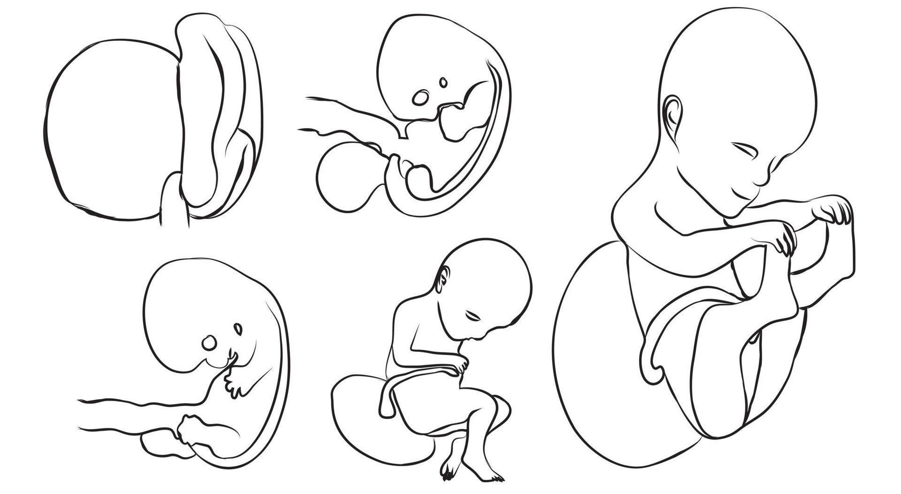 baby development eps vector