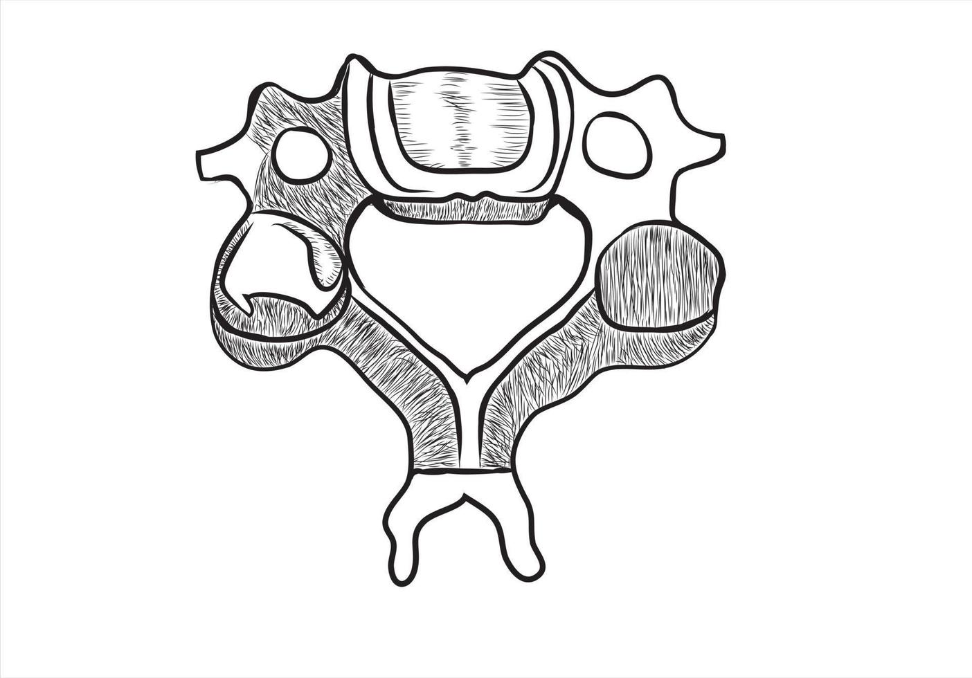 Cervical vertebrae eps vector