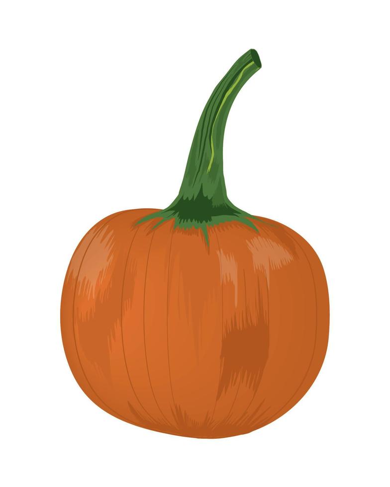 icono de vegetales de calabaza vector