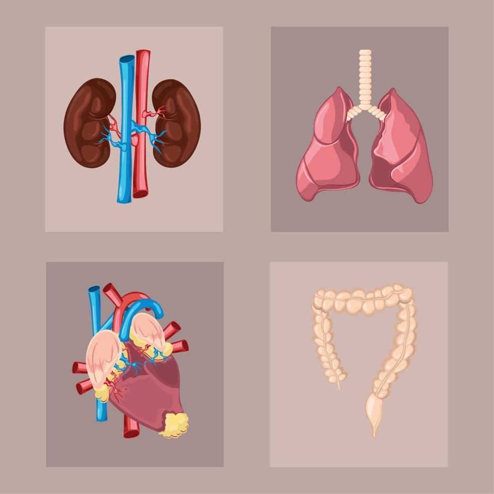 set of human body organs vector