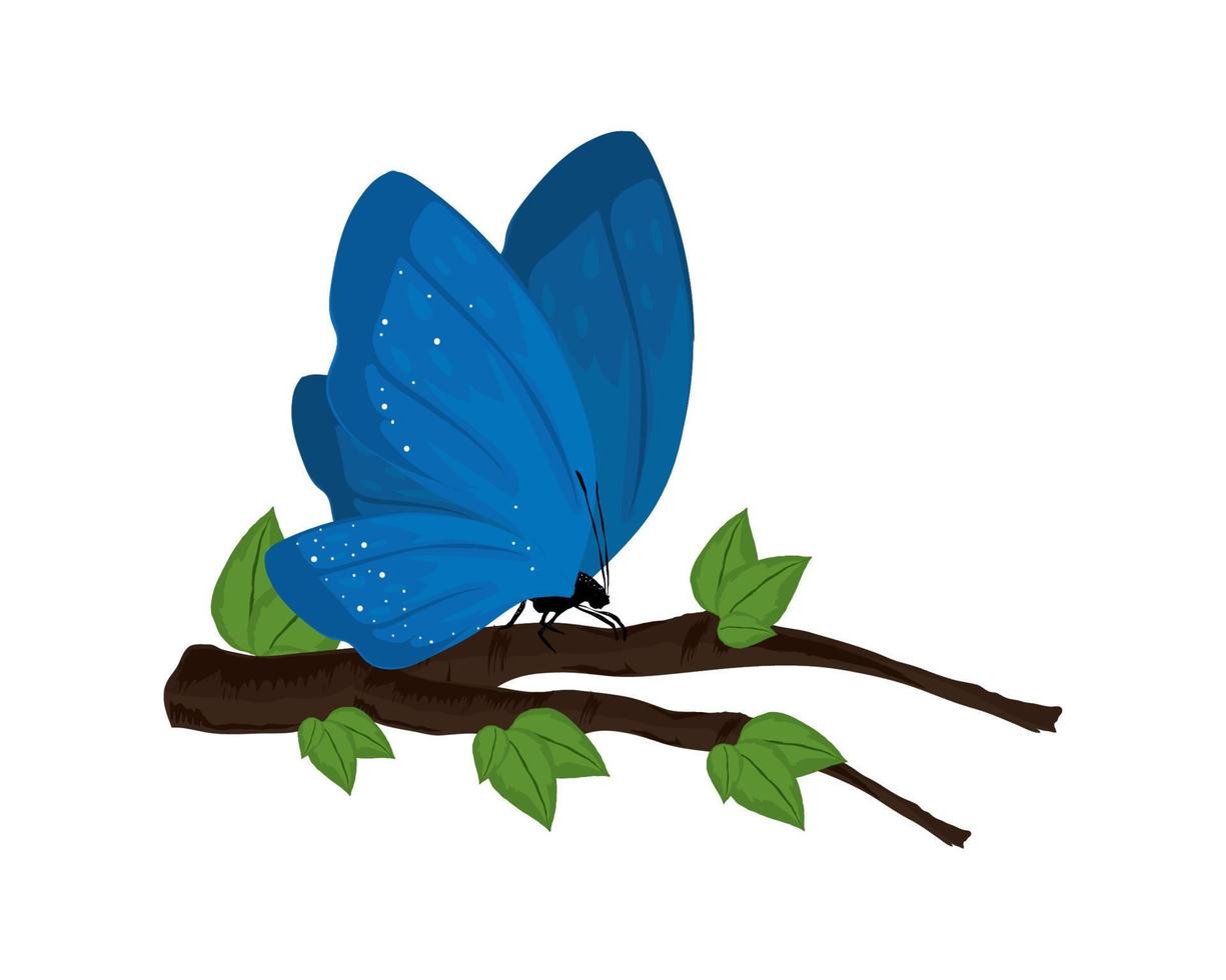 butterfly on branch vector