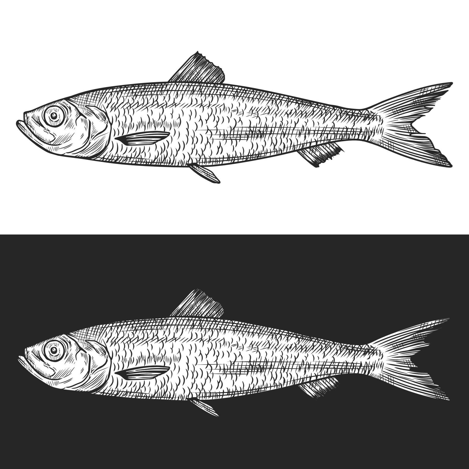 Atlantic herring fish vector line art illustration 10962622 Vector Art