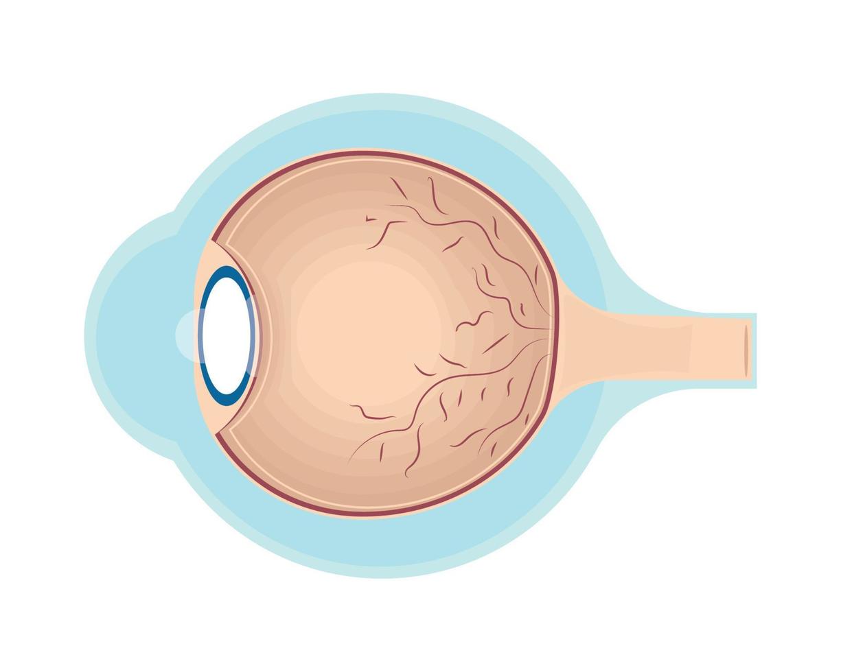 ojo parte del cuerpo humano vector