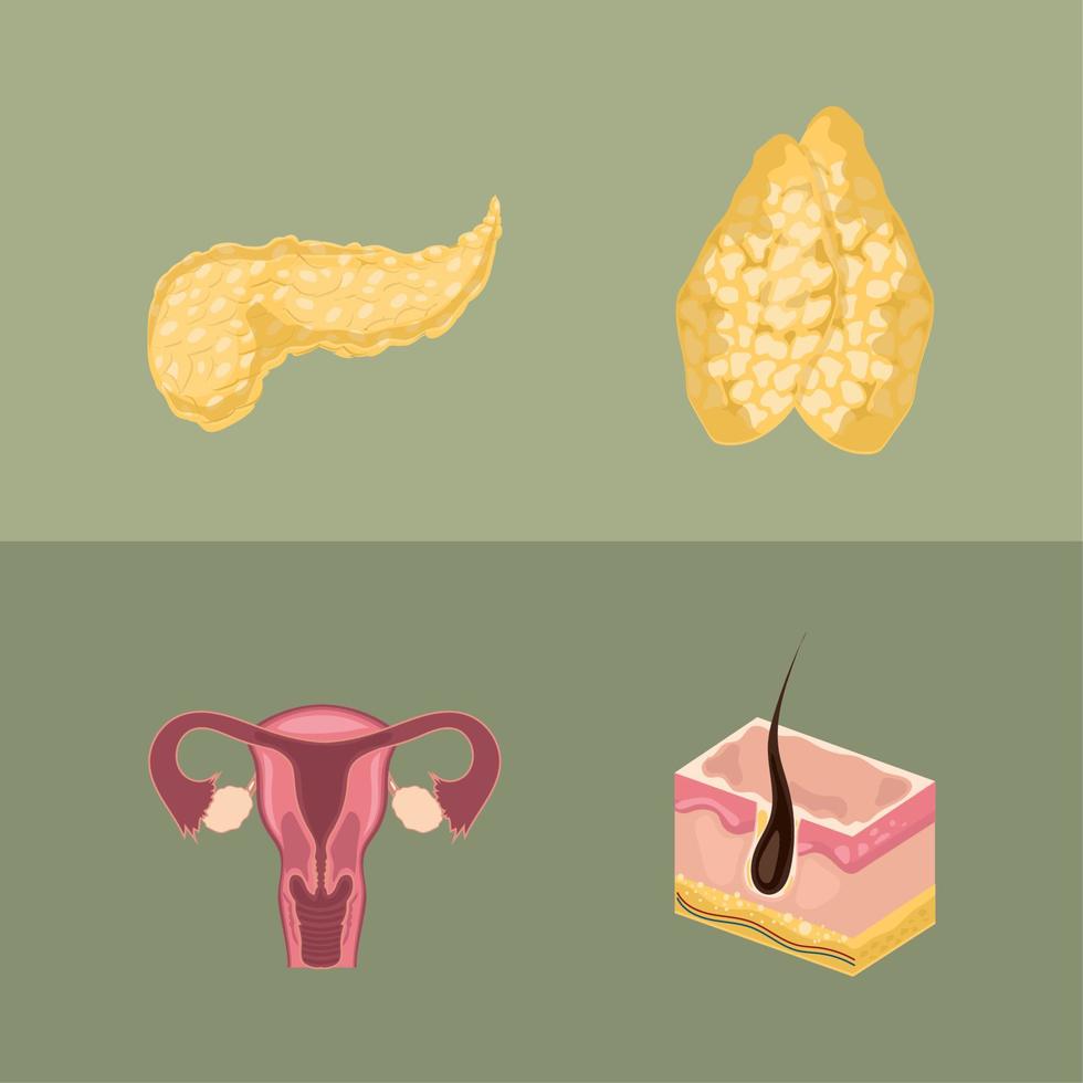 Human Organ Parts 10963171 Vector Art At Vecteezy human-organ-parts-10963171-vector-art-at-vecteezy