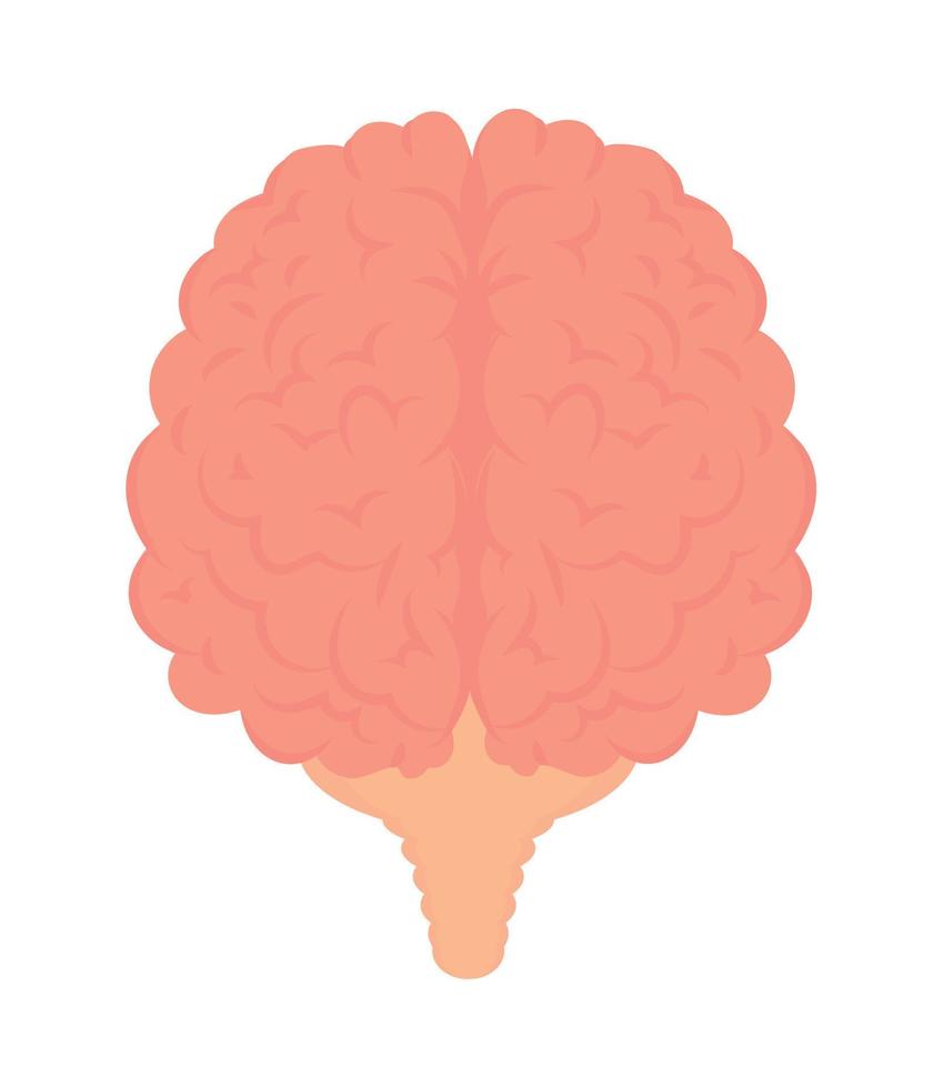 human brain organ vector