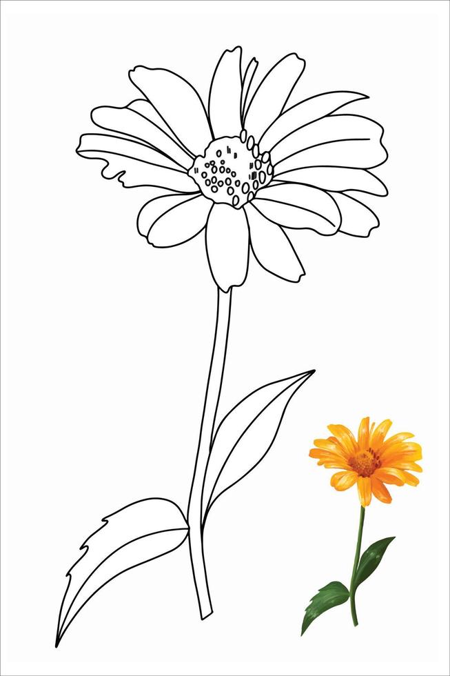 flor de heliopsis, gerbera, manzanilla en la ilustración de estilo garabato para colorear, páginas para colorear vector
