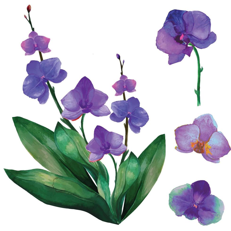 set purple orchid tropical flower illustration watercolor vector