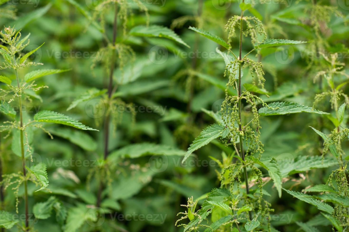 nettle natural background photo