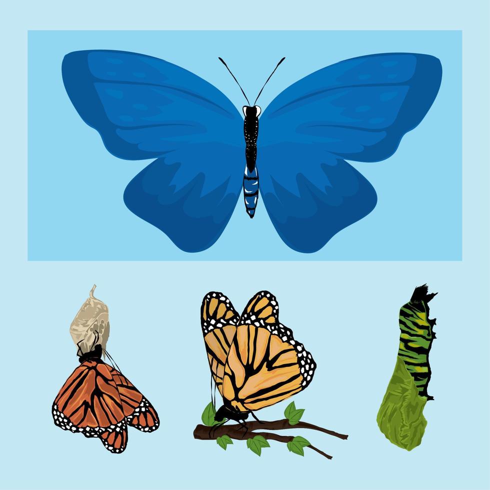 mariposa forma evolutiva vector