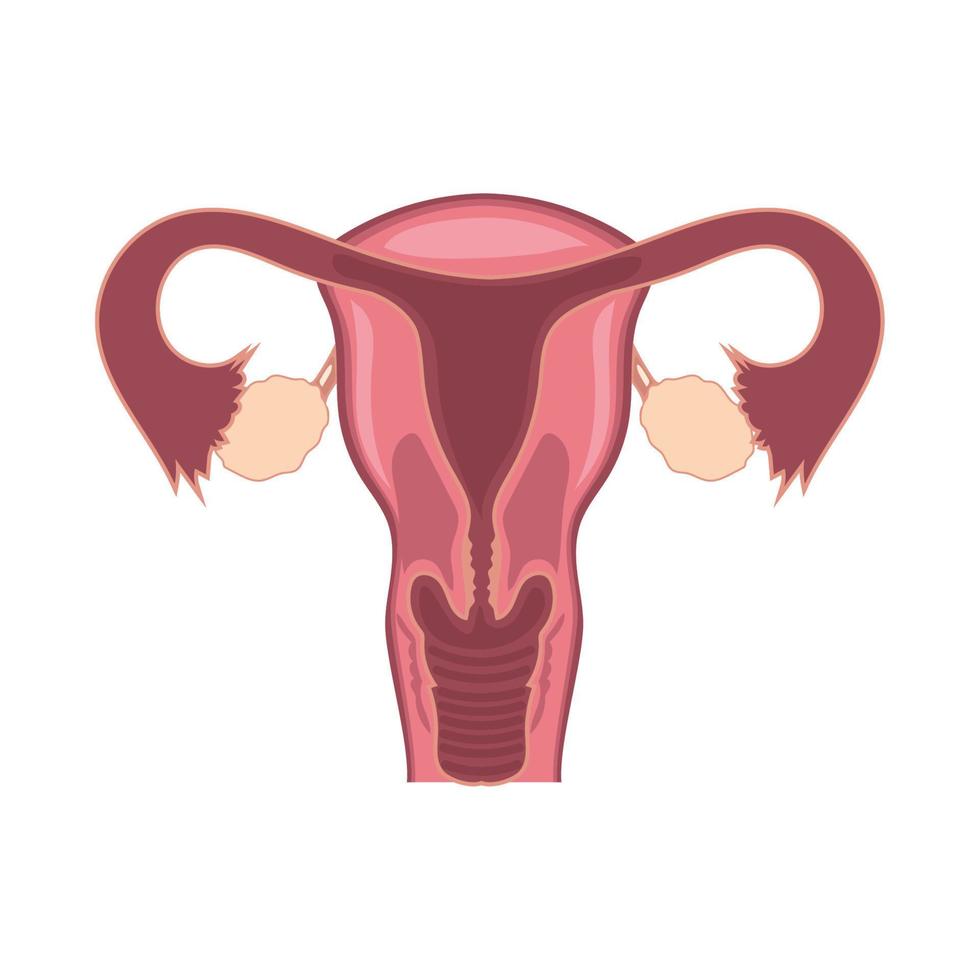 sistema reproductivo femenino vector