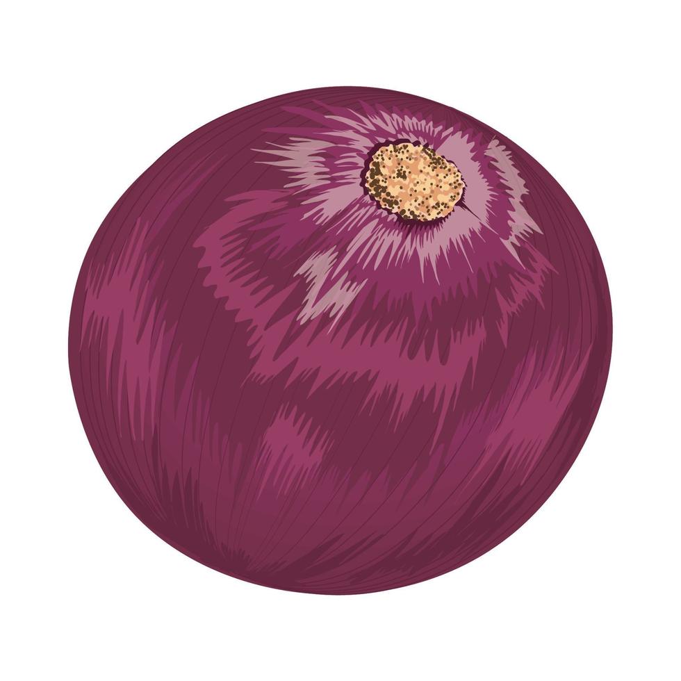 red onion vegetable icon vector