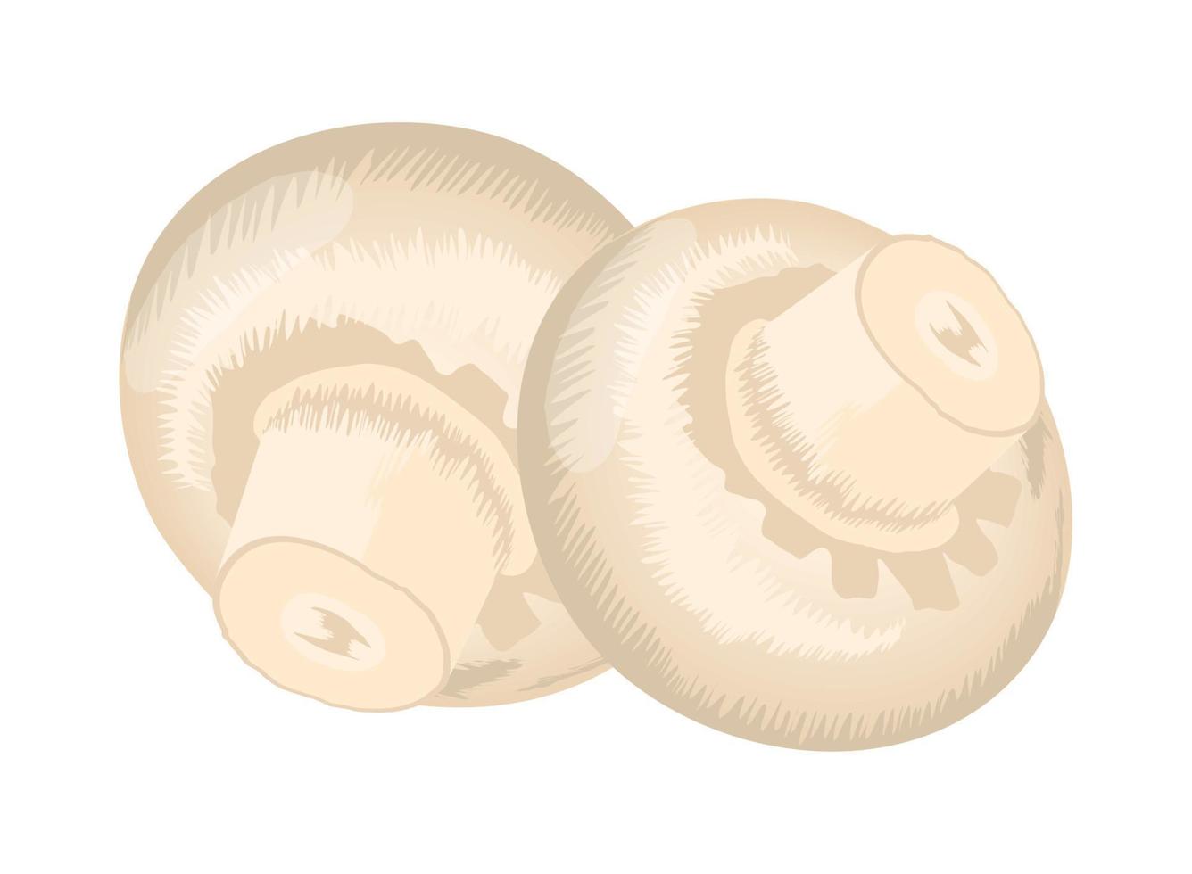 mushroom vegetable icon vector