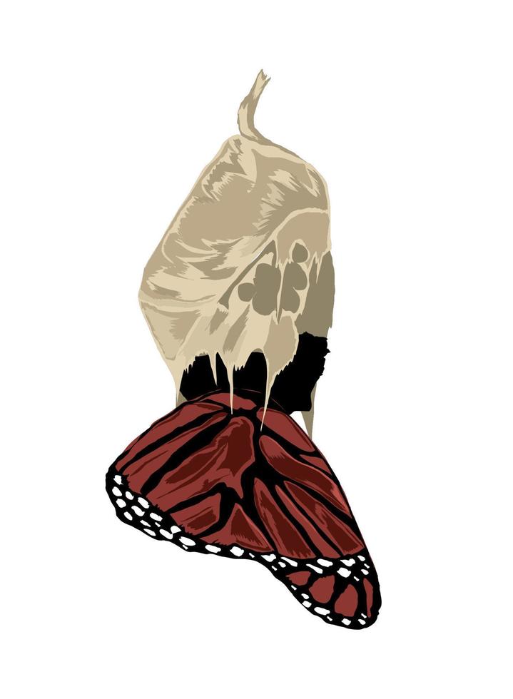 butterfly development icon vector