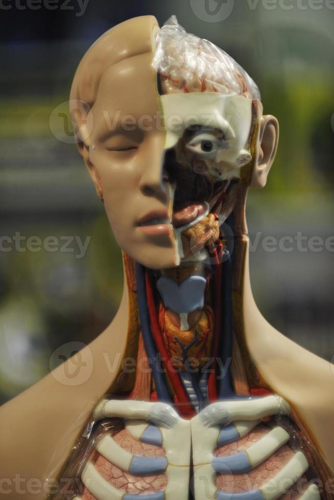 vista de anatomía humana foto