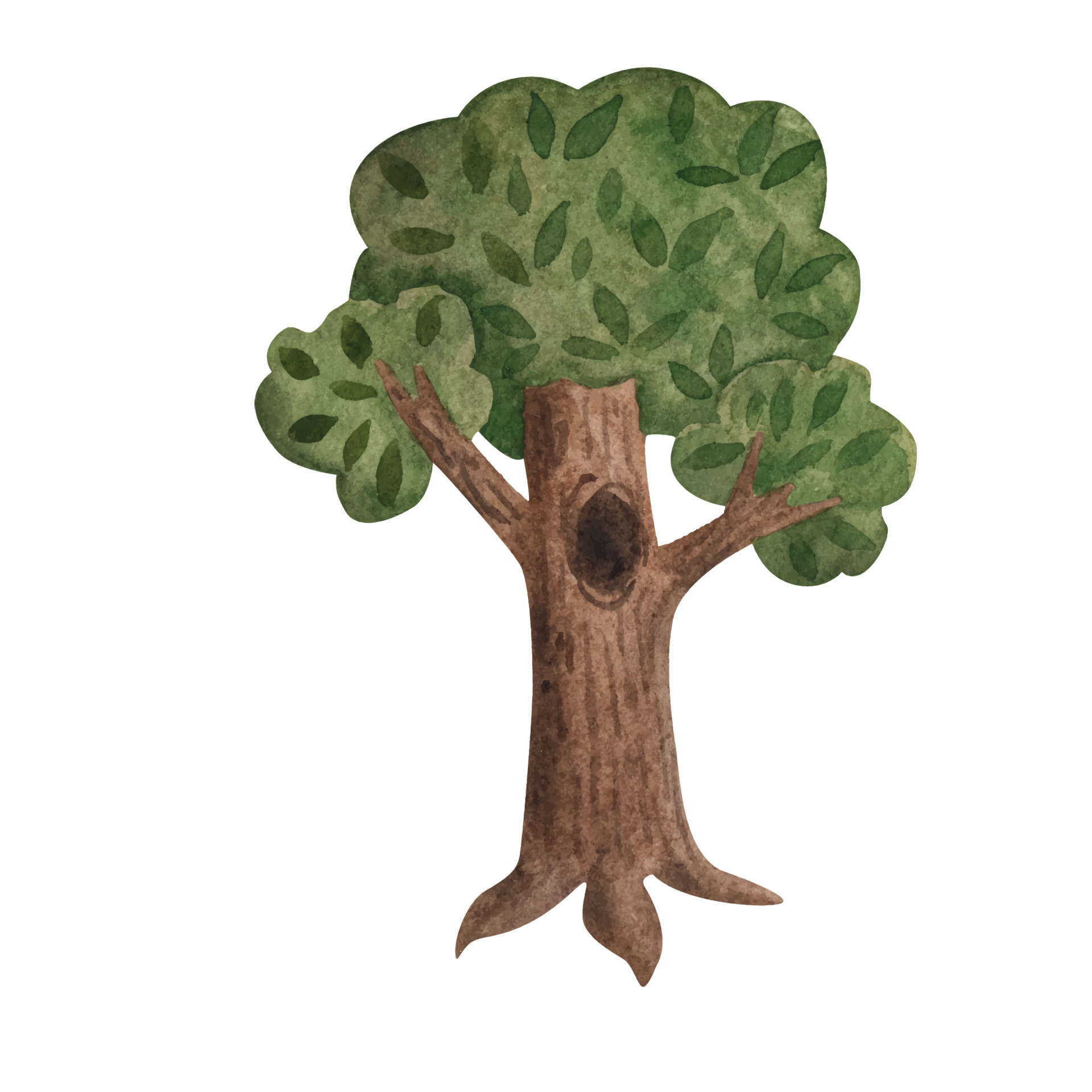 watercolor oak tree drawing, isolated natural elements, hand drawn