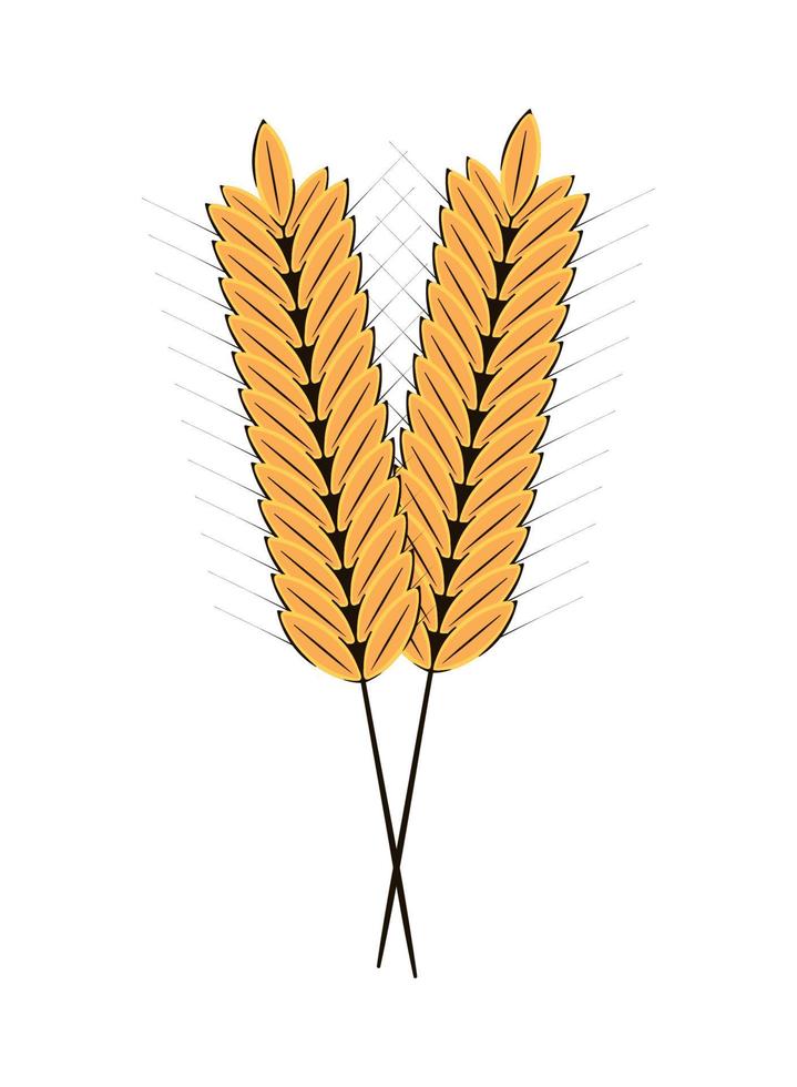 wheat spikes icon vector