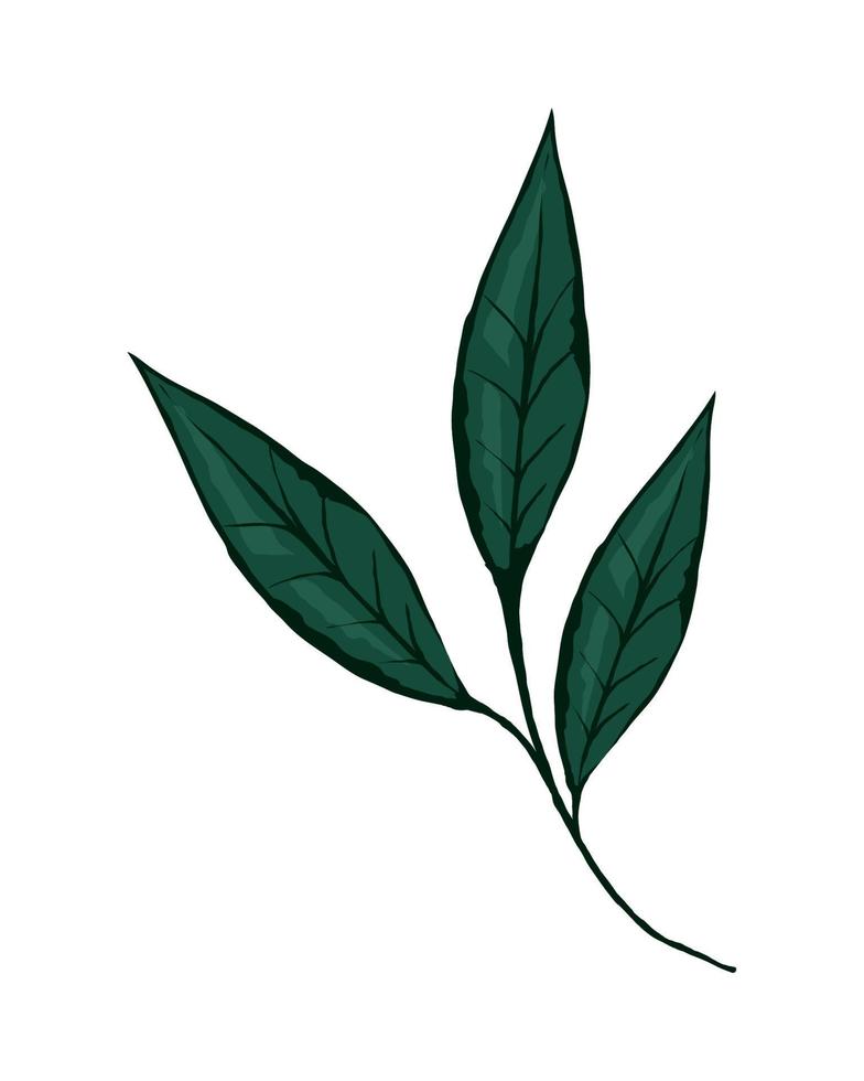 green branch leaf vector