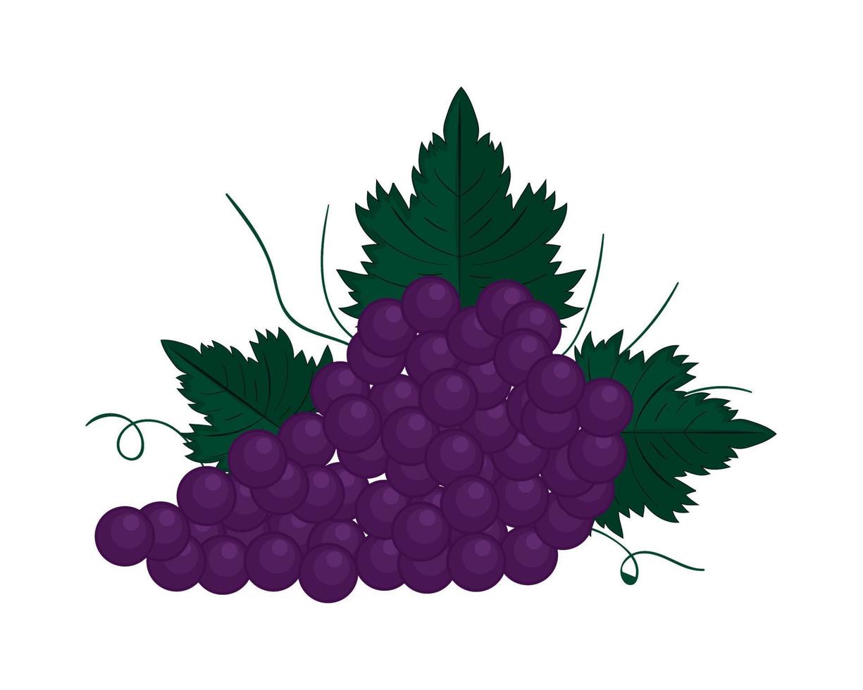 bunch grapes fruit vector