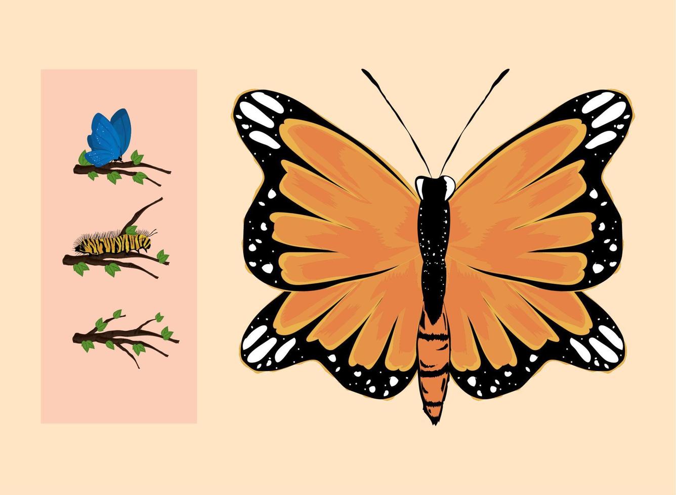 iconos, mariposa, y, oruga vector