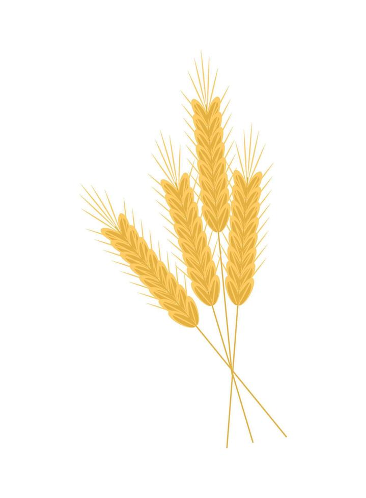 wheat spikes icon vector