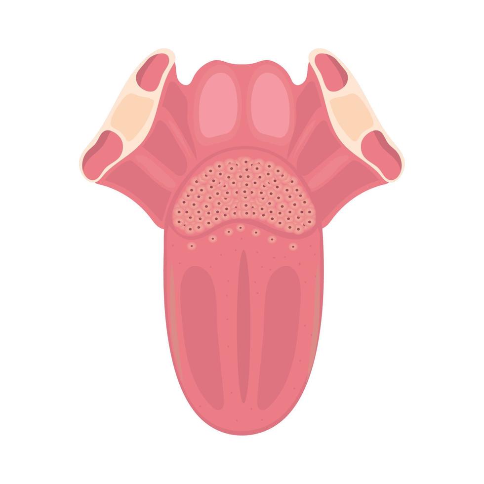 lengua parte del cuerpo humano vector