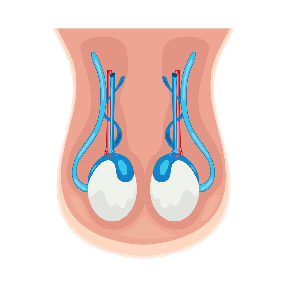 male reproductive system vector