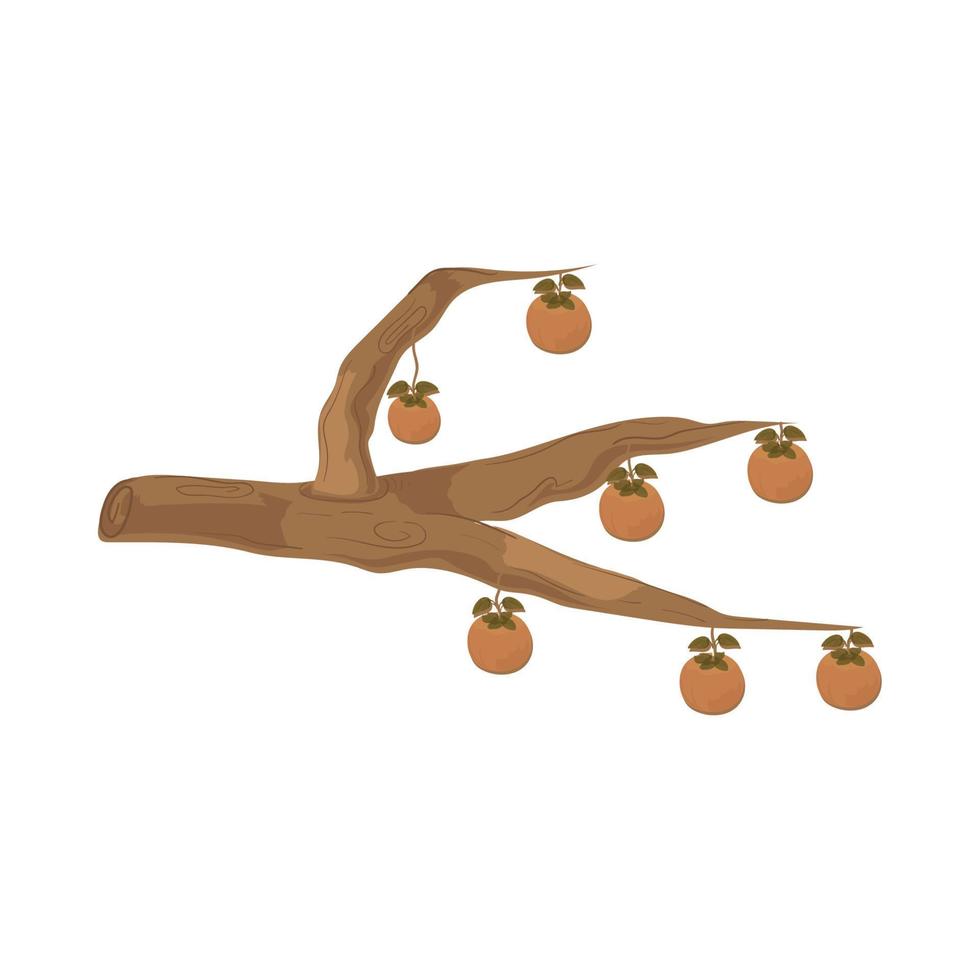 tree persimmons fruit vector