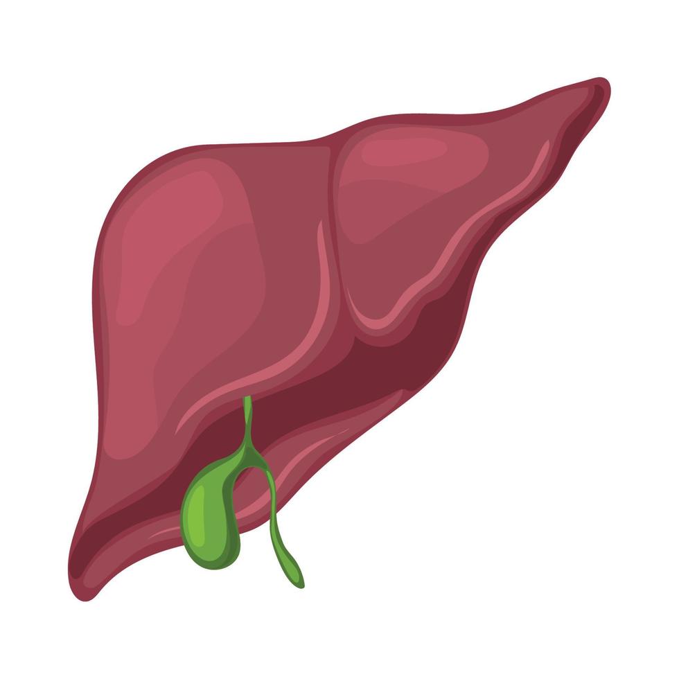 liver human body part vector