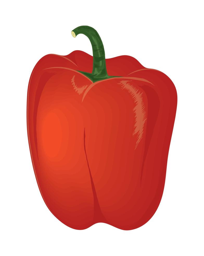 red pepper vegetable icon vector