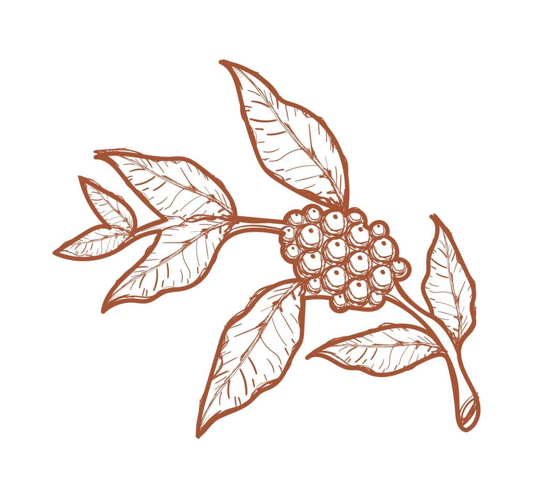 coffee branch and seeds vector