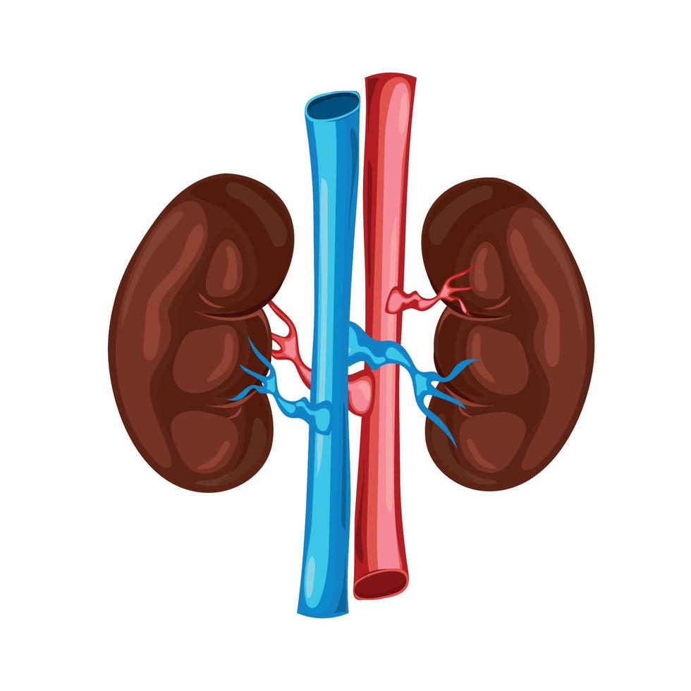 urinary system anatomy human vector