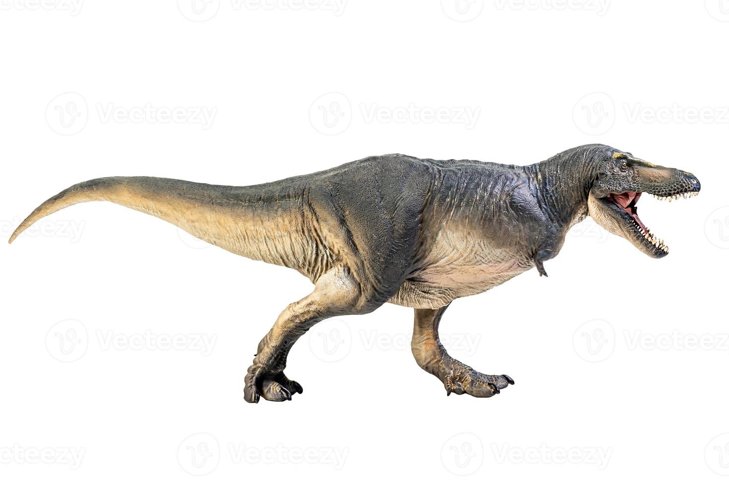 Tarbosaurus  Dinosaur on white isolate background Clipping path photo