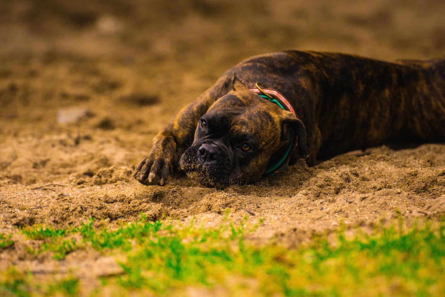 buena vida de perro foto