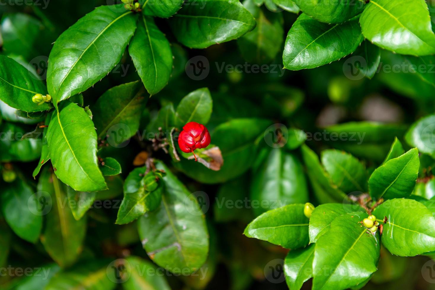 Micky mouse flower on  tree photo