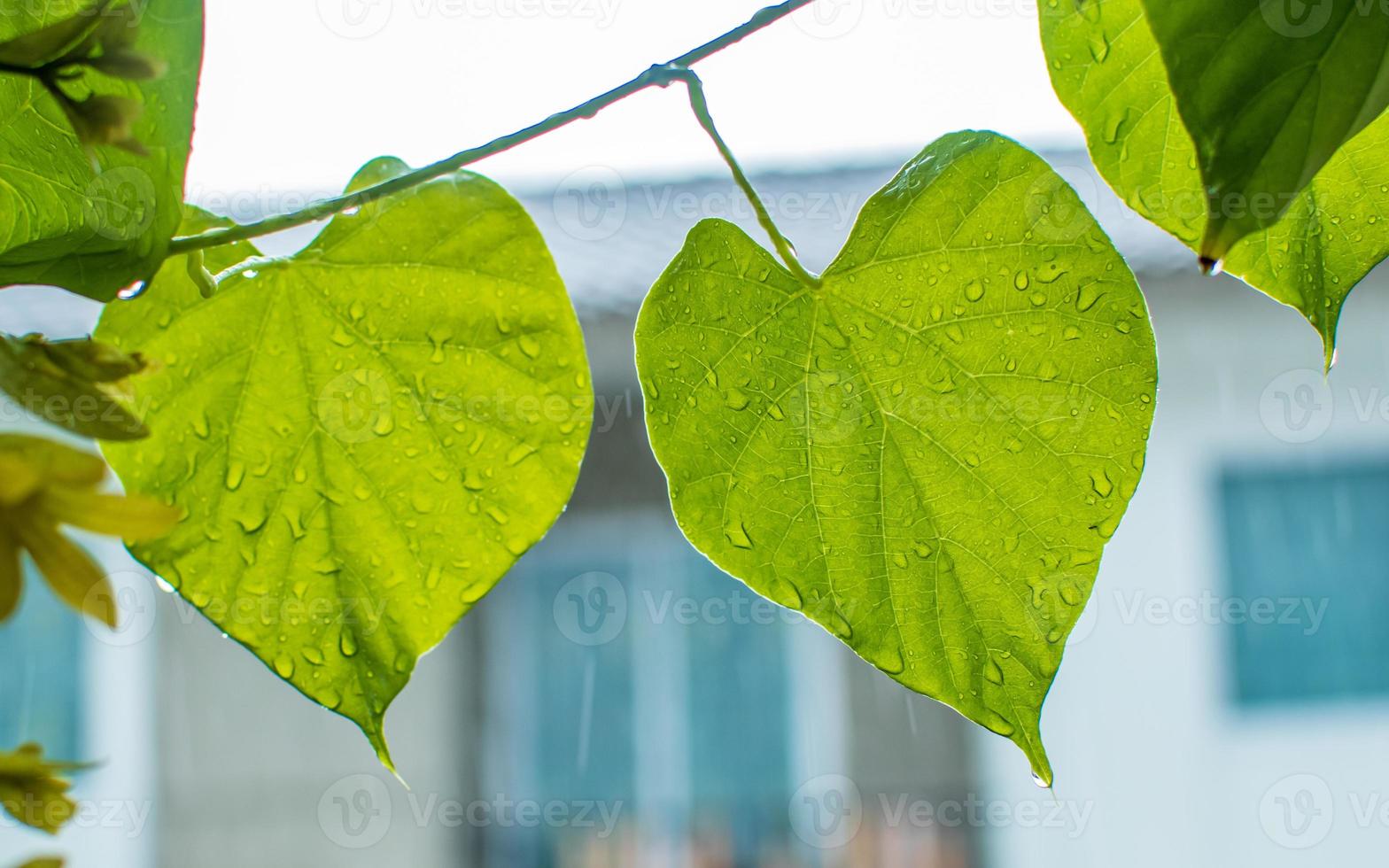 Tinospora cordifolia local name guduchi, and giloy, is an herbaceous vine of the family Menispermaceae indigenous to the tropical areas of India use as Ayurveda medicine photo