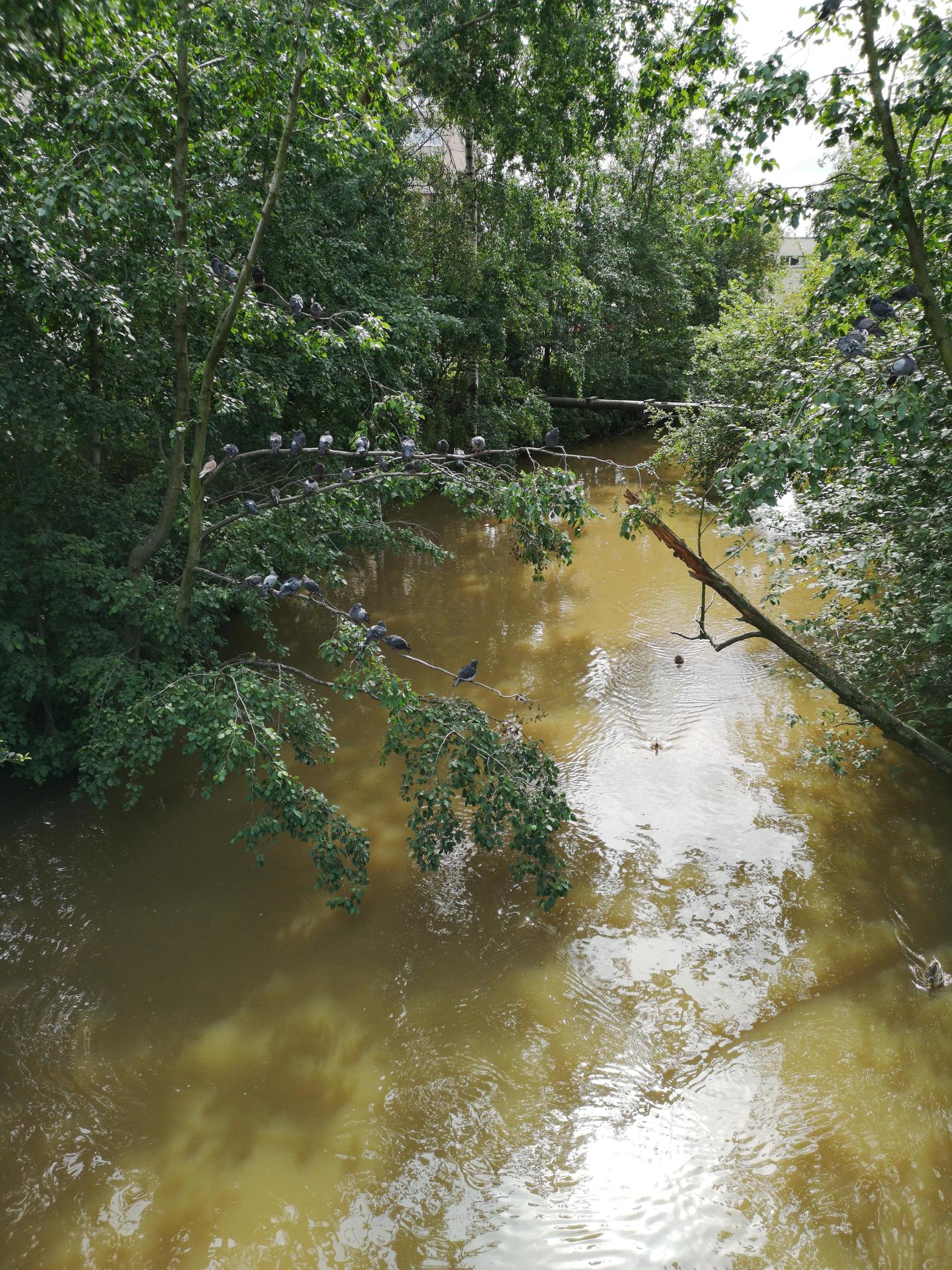 Ducks swim in a small muddy river 10967078 Stock Photo at Vecteezy