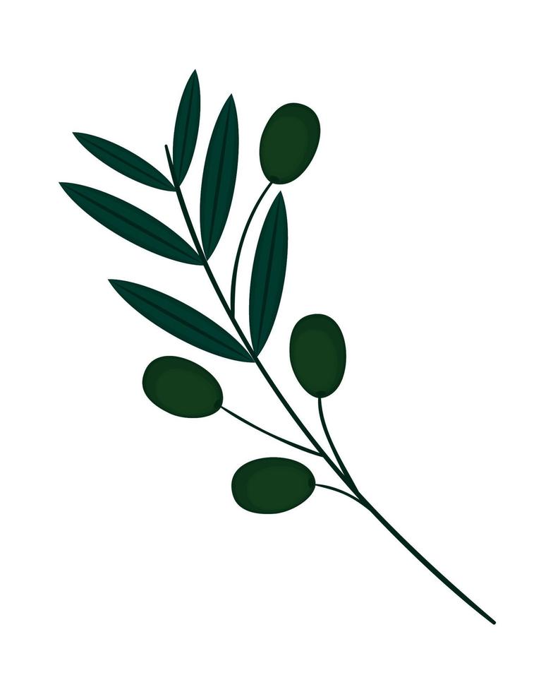 branch olives leaf vector