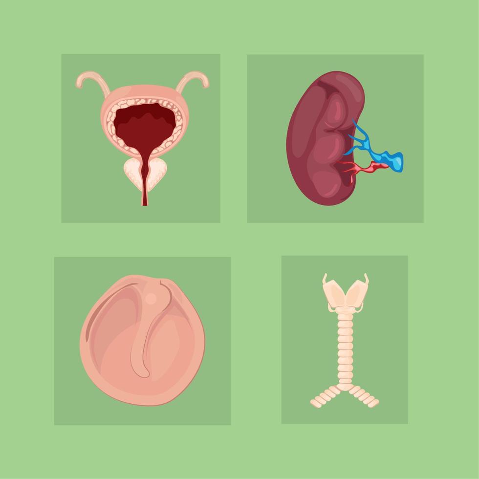 icons human organs anatomical vector