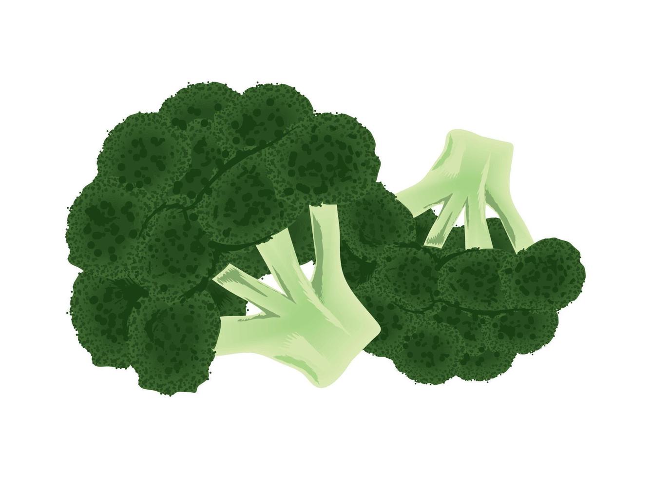 icono de vegetales de brócoli vector