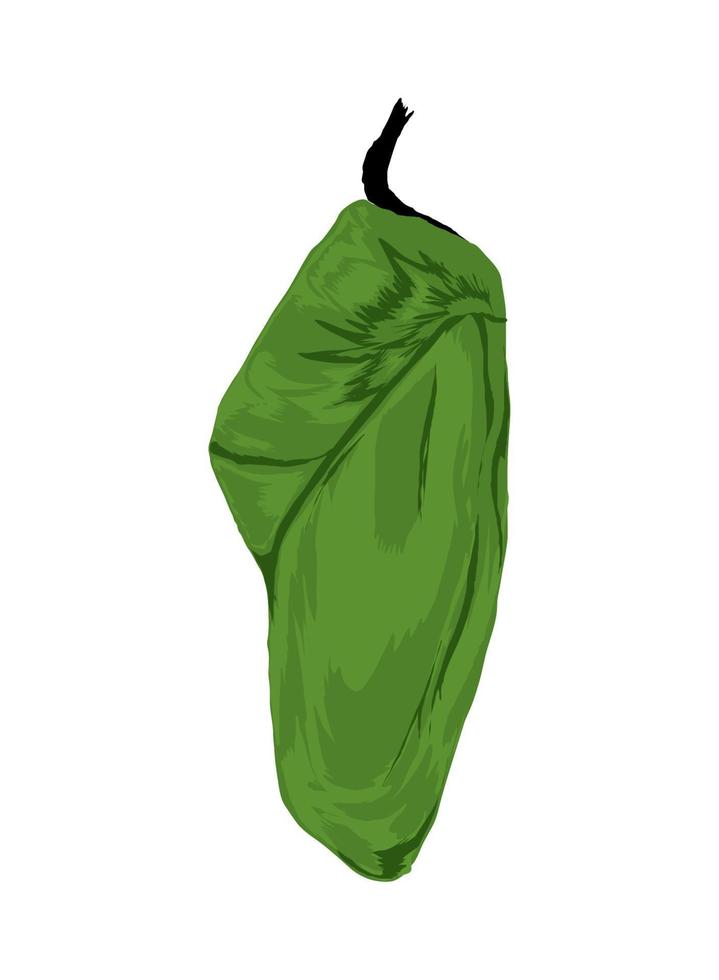 chrysalis vector icon