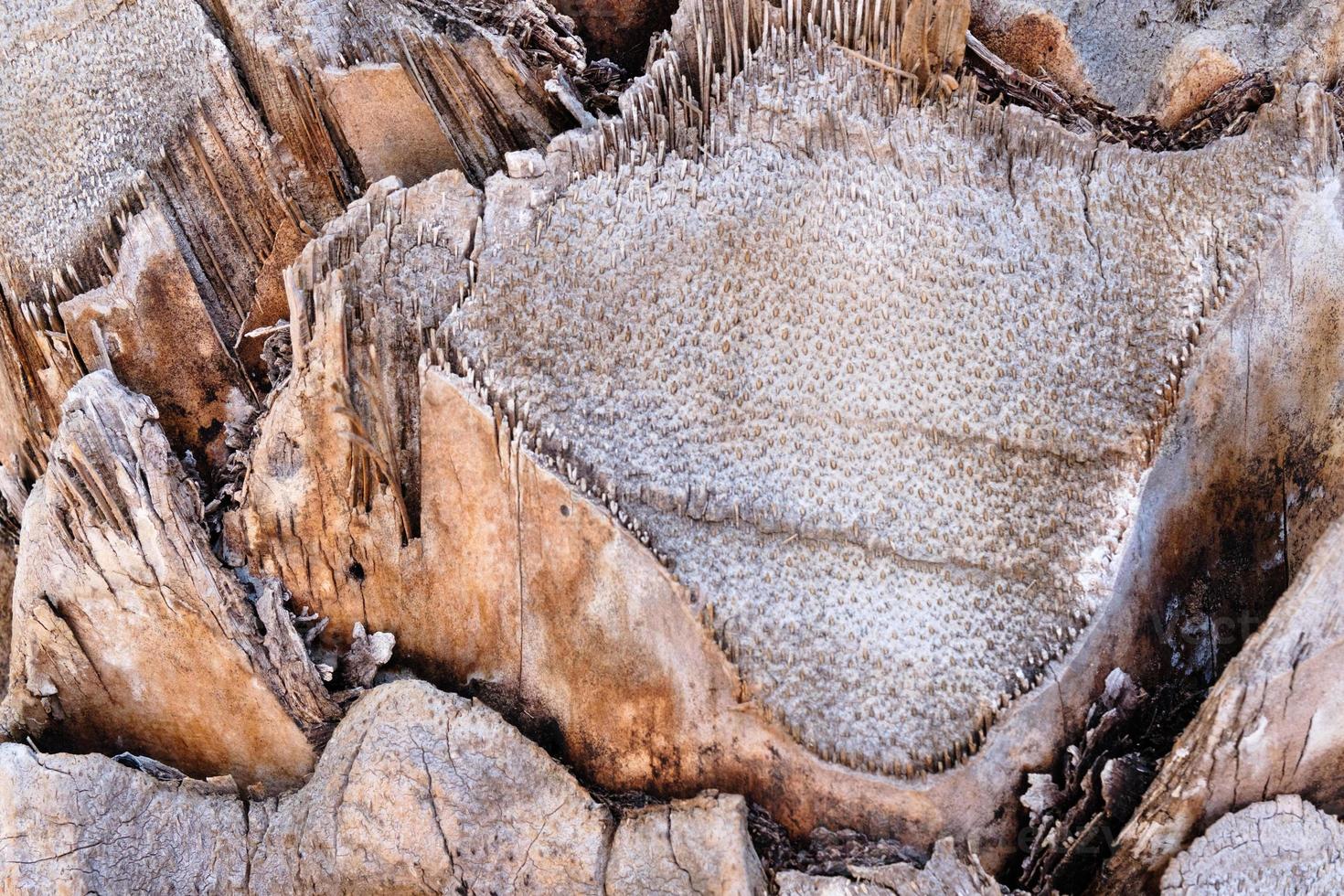 The surface of a palm tree trunk, closeup, the rough texture of brown tropical palm tree bark, natural background. photo